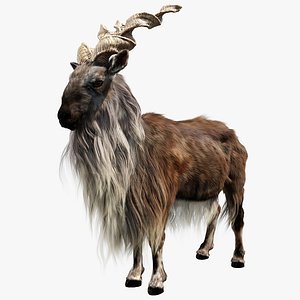 markhor capra 3D model