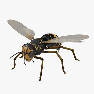 Wasp