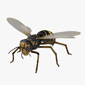 Wasp