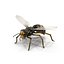 wasp 3D model
