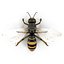 wasp 3D model