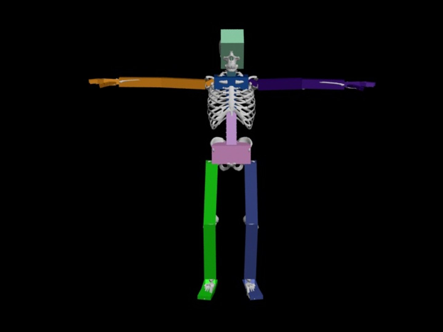 Skeleton Rigged 3D Model - TurboSquid 1174389