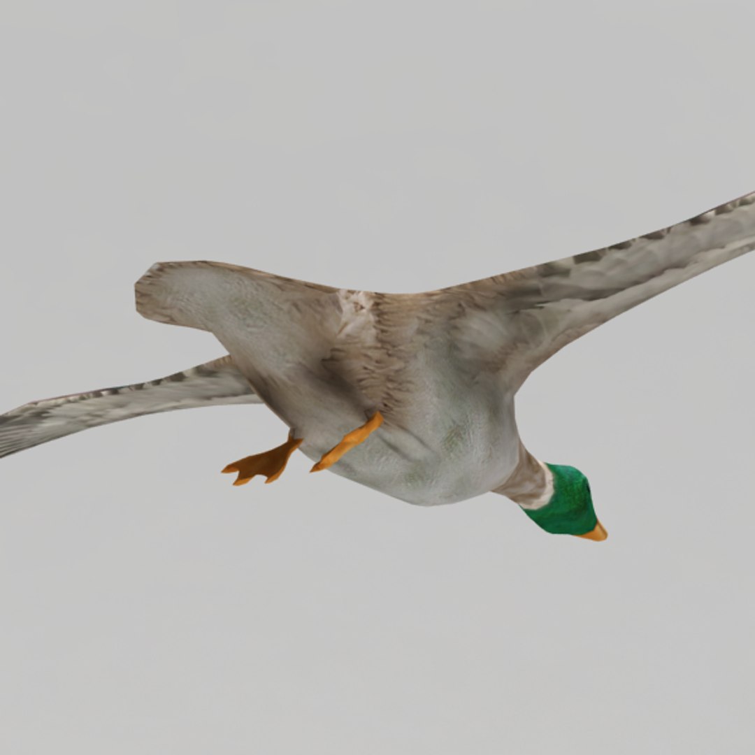 Rigged Flying Duck 3d 3ds