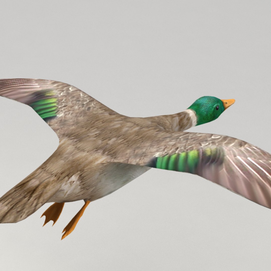 Rigged Flying Duck 3d 3ds