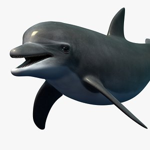 dolphin bottlenose rigged 3d obj