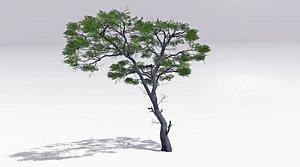 African Acacia Tree-S1 3D model