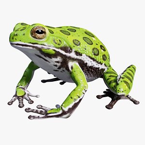 3D model Barking Tree Frog -Animated