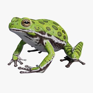 3D model Barking Tree Frog -Animated
