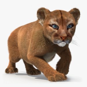 Puma Cub Sneaking Pose with Fur