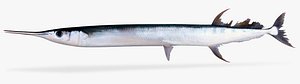 Flat Needlefish