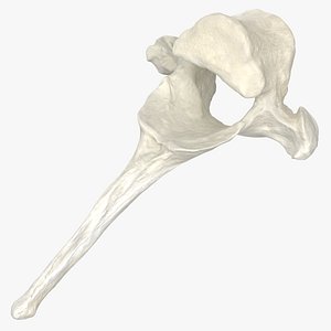 Domestic Cat Thoracic Vertebrae TH3