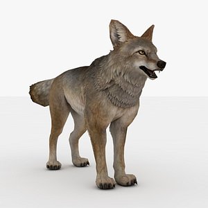 3D Coyote Rigged