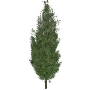 Italian Cypress Tree - 09 -