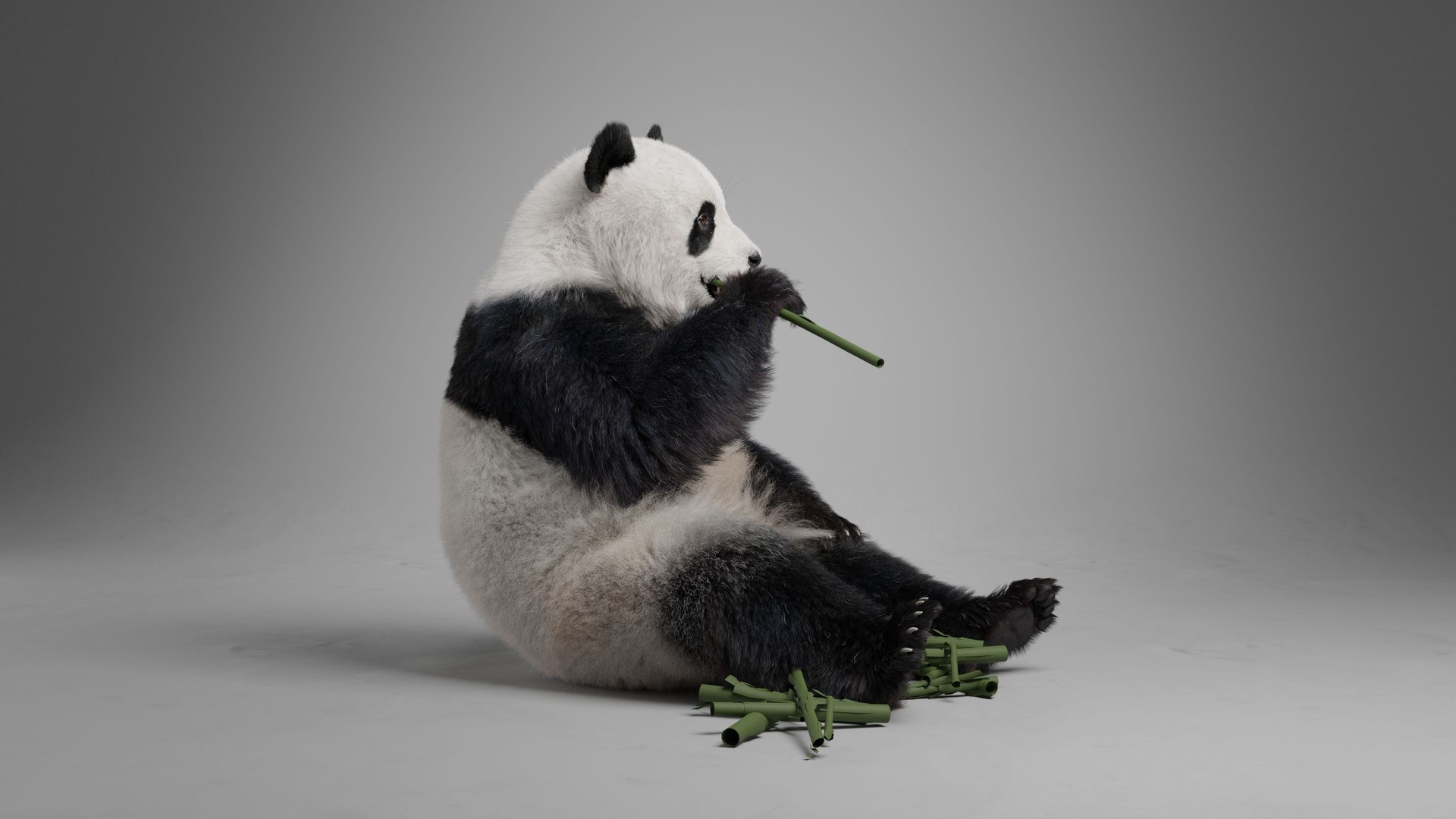 3D model Panda Animation Vfx Grace - TurboSquid 2152911