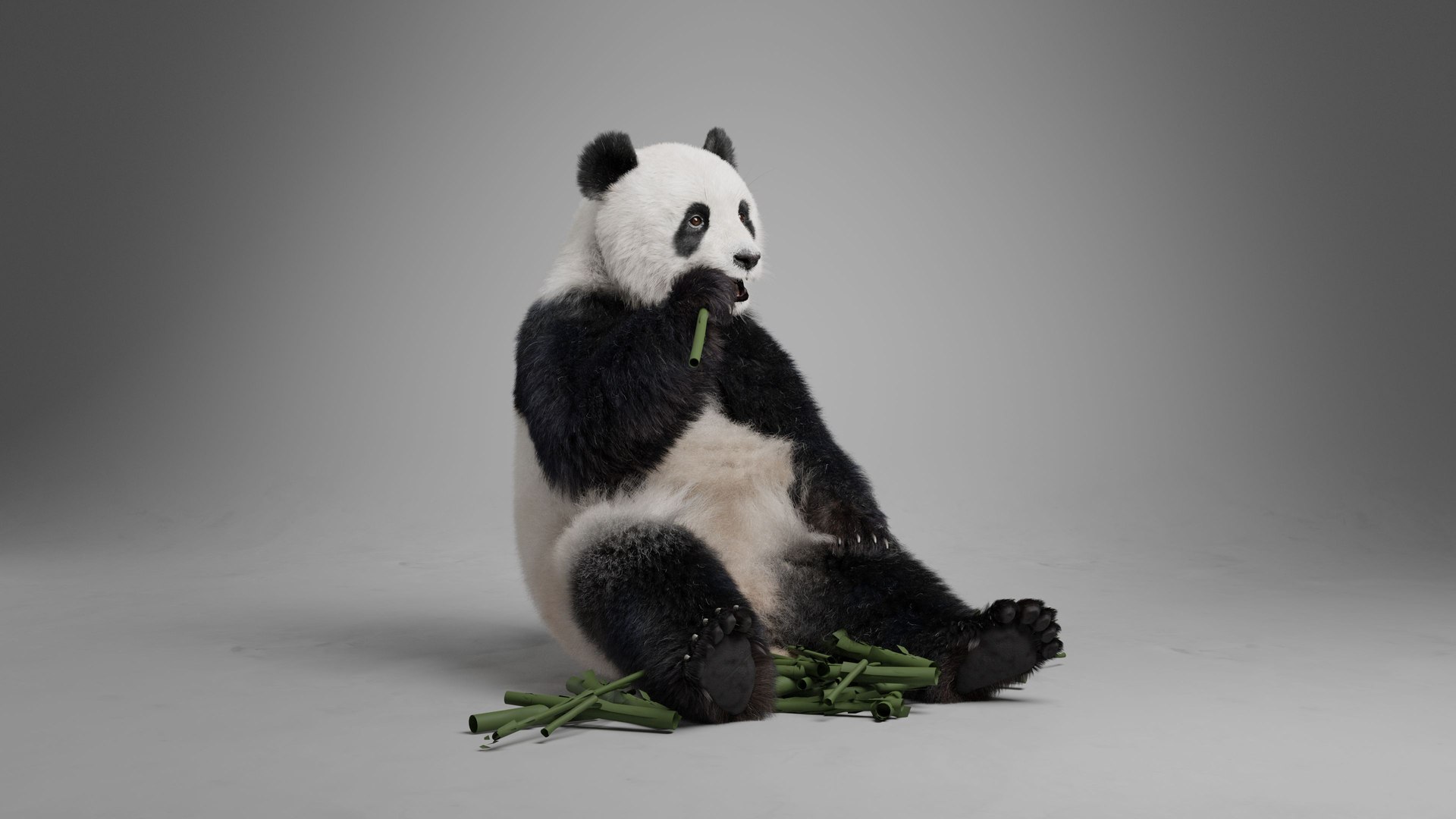 3D model Panda Animation Vfx Grace - TurboSquid 2152911