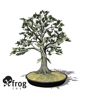 XfrogPlants Bonsai Fig Tree