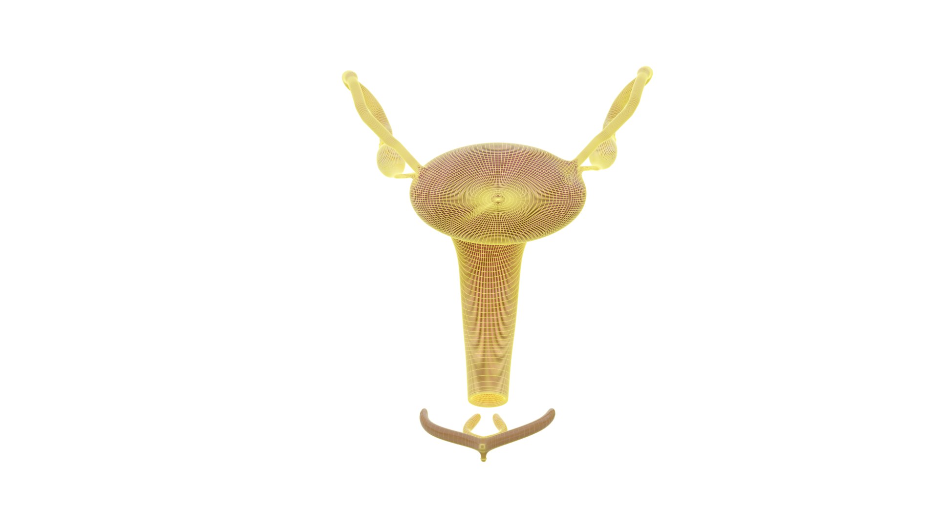 3D model 3D Human Uterus Anatomy Model  Female Reproductive System https://p.turbosquid.com/ts-thumb/AD/SfbKyc/9G/uterusfull_2/png/1757877932/1920x1080/fit_q87/f4bfdd75fcbf698a7ceffcf98333125d4d8facee/uterusfull_2.jpg