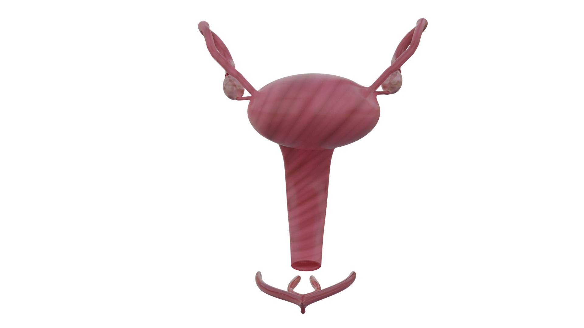 3D model 3D Human Uterus Anatomy Model  Female Reproductive System https://p.turbosquid.com/ts-thumb/AD/SfbKyc/rB/uterusfull_1/png/1757877754/1920x1080/fit_q87/324c70690927508a9d9658e8d0ec5e2da226978f/uterusfull_1.jpg