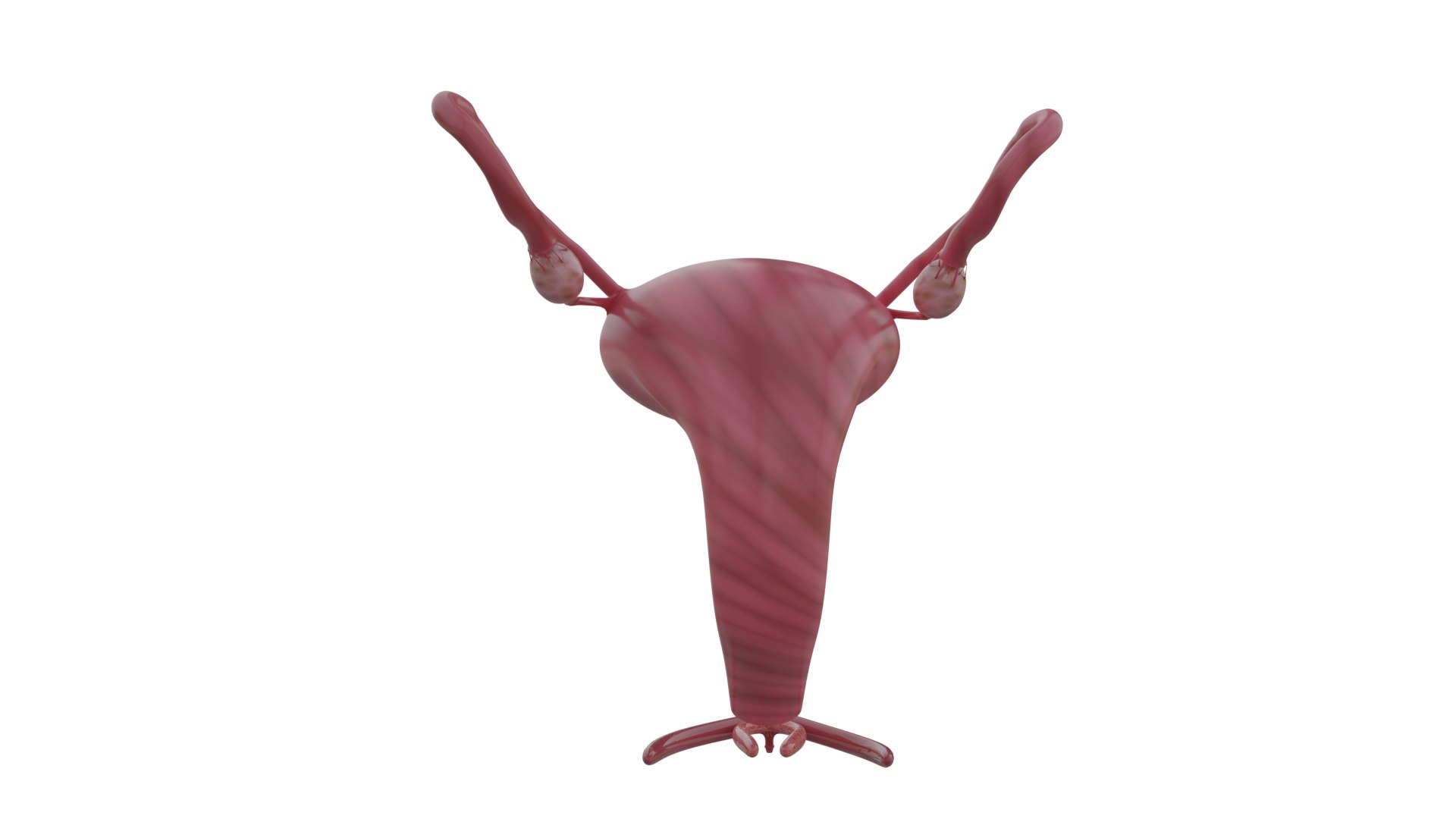 3D model 3D Human Uterus Anatomy Model  Female Reproductive System https://p.turbosquid.com/ts-thumb/AD/SfbKyc/xK/uterusfull_9/png/1757878092/1920x1080/fit_q87/72ca7019f7bdd866489402238ad7fe687b7910cc/uterusfull_9.jpg