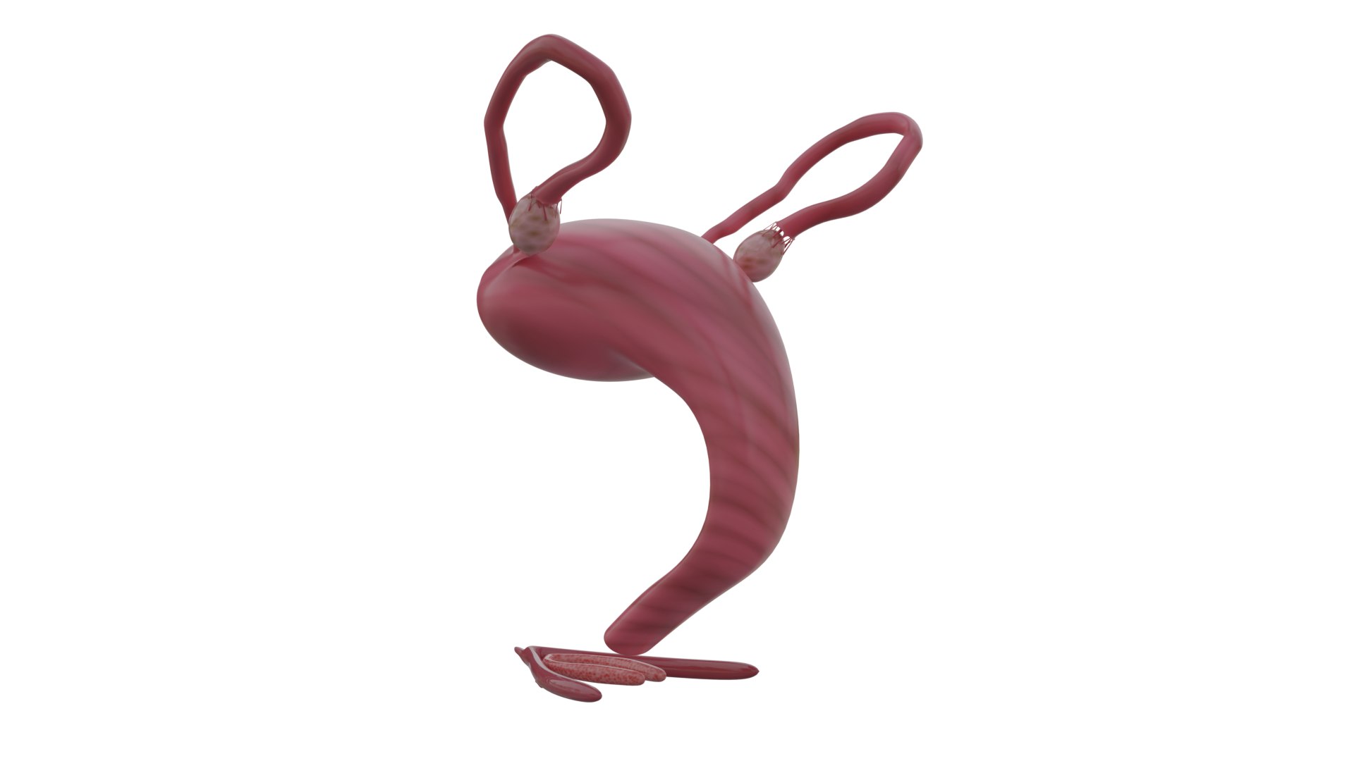 3D model 3D Human Uterus Anatomy Model  Female Reproductive System https://p.turbosquid.com/ts-thumb/AD/SfbKyc/yw/uterusfull_10/png/1757878106/1920x1080/fit_q87/2c580ce23cf518682d9b801cb020f272691fb048/uterusfull_10.jpg