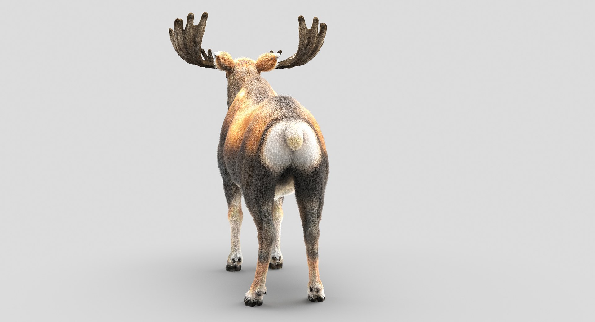 3D animals giraffe camel https://p.turbosquid.com/ts-thumb/AD/VslTpU/282SNbtD/05/jpg/1511296424/1920x1080/fit_q87/9e35c519a330103c5403248aed14db61db821542/05.jpg