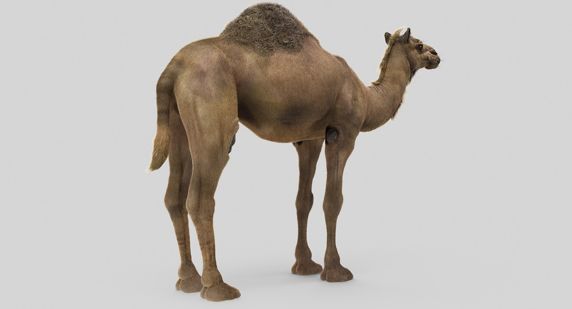 3D animals giraffe camel https://p.turbosquid.com/ts-thumb/AD/VslTpU/AuHcI38H/8/jpg/1511294022/1920x1080/fit_q87/f7694953ac4d5c27251e9a73bfa2a624415b25c6/8.jpg
