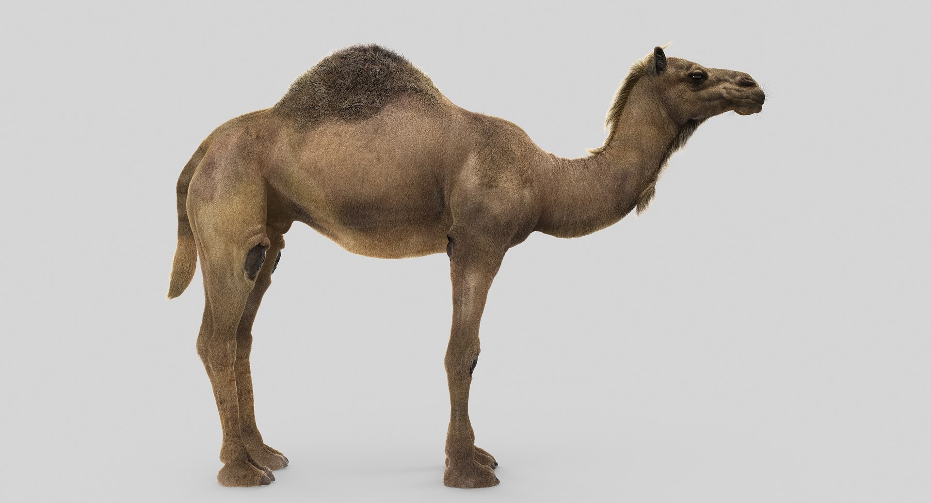 3D animals giraffe camel https://p.turbosquid.com/ts-thumb/AD/VslTpU/D8yoAkgA/7/jpg/1511294022/1920x1080/fit_q87/86242af6811b33f62068fdbc0c1ee253859645f2/7.jpg