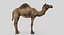 Collection d'animaux sauvages (girafe, kangourou, orignal, chameau)