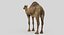 Collection d'animaux sauvages (girafe, kangourou, orignal, chameau)