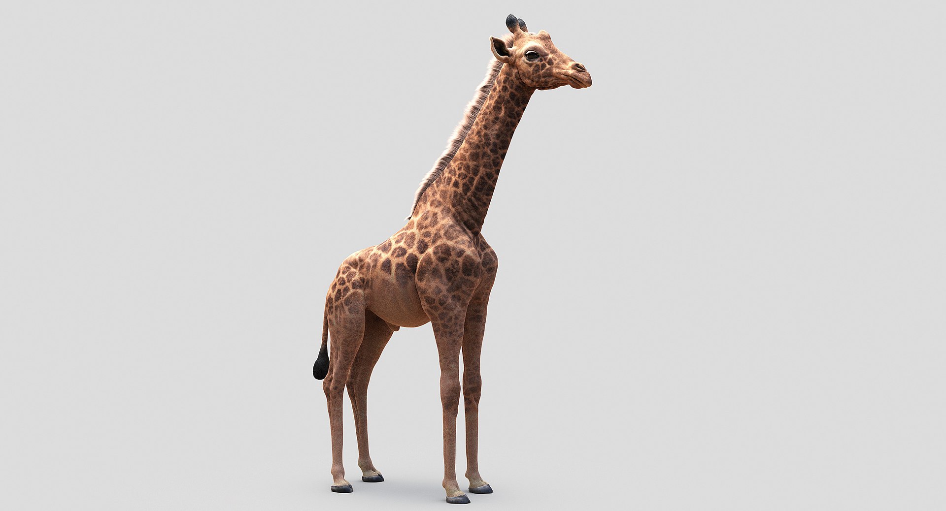 3D animals giraffe camel https://p.turbosquid.com/ts-thumb/AD/VslTpU/JkKTFcPy/02/jpg/1511294453/1920x1080/fit_q87/bad4153246812af978bdfff5c1e8f596743012fb/02.jpg