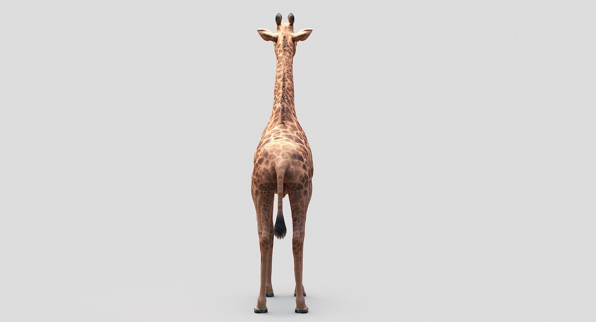 3D animals giraffe camel https://p.turbosquid.com/ts-thumb/AD/VslTpU/McO1ScJy/06/jpg/1511294454/1920x1080/fit_q87/5e1fd55c54020c03b11626787c91c931e2ffb9c0/06.jpg
