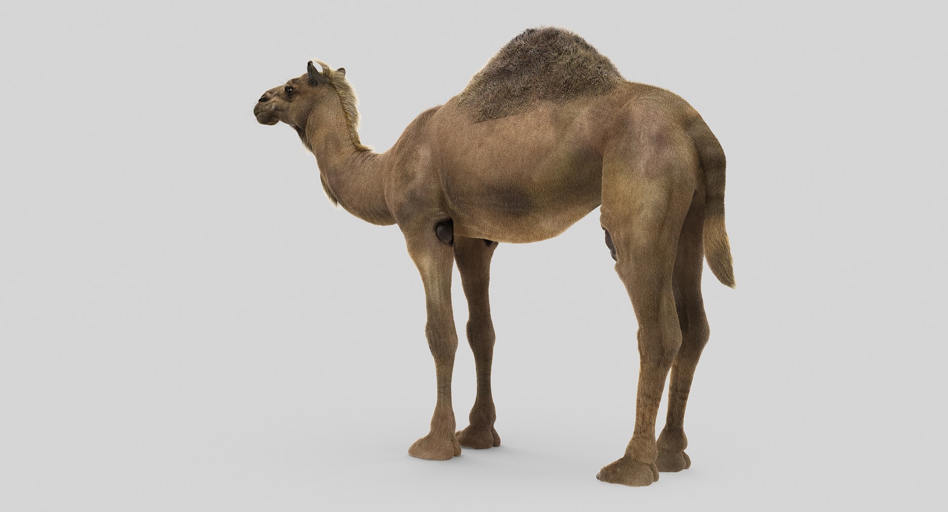 3D animals giraffe camel https://p.turbosquid.com/ts-thumb/AD/VslTpU/MnbinbJA/11/jpg/1511294022/1920x1080/fit_q87/d76ca7e854d848e055d7fab08fed41f6083cebd5/11.jpg