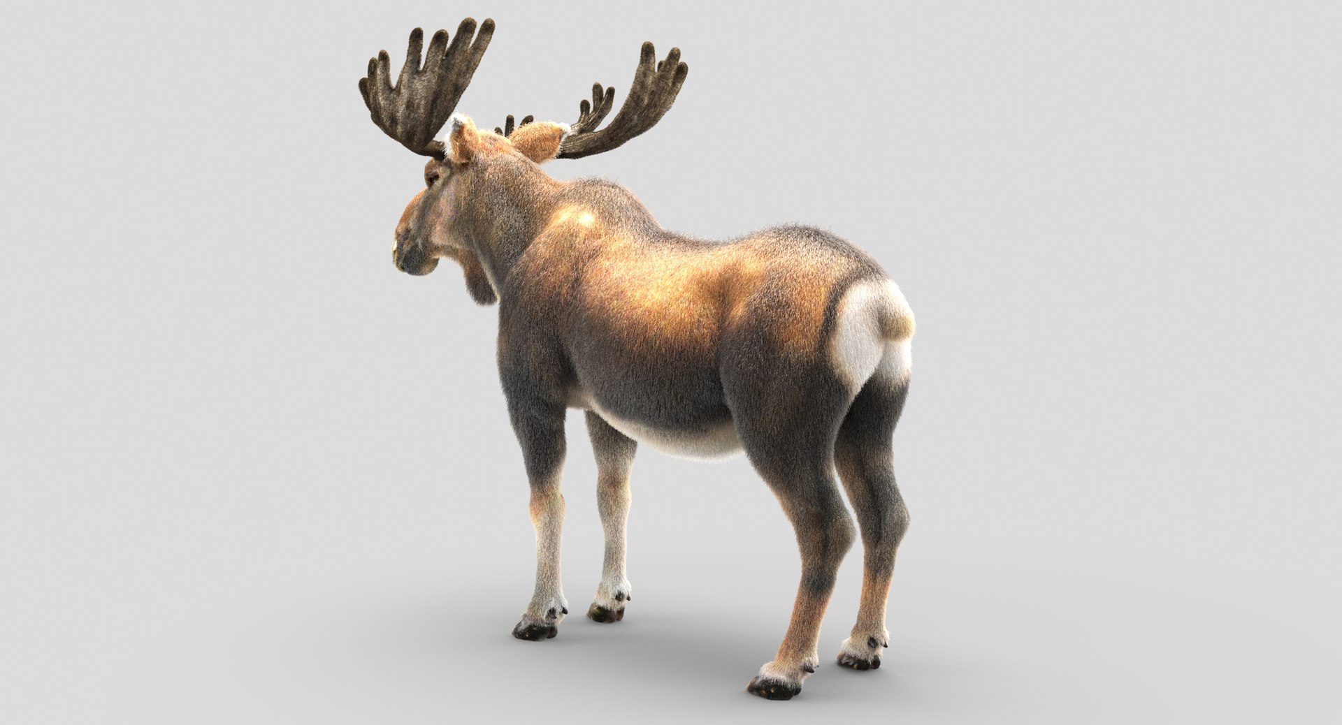 3D animals giraffe camel https://p.turbosquid.com/ts-thumb/AD/VslTpU/OuwqfuDn/06/jpg/1511296424/1920x1080/fit_q87/b97a7e5b2725f0aa436828bfebbbfb2ba1d92b8f/06.jpg