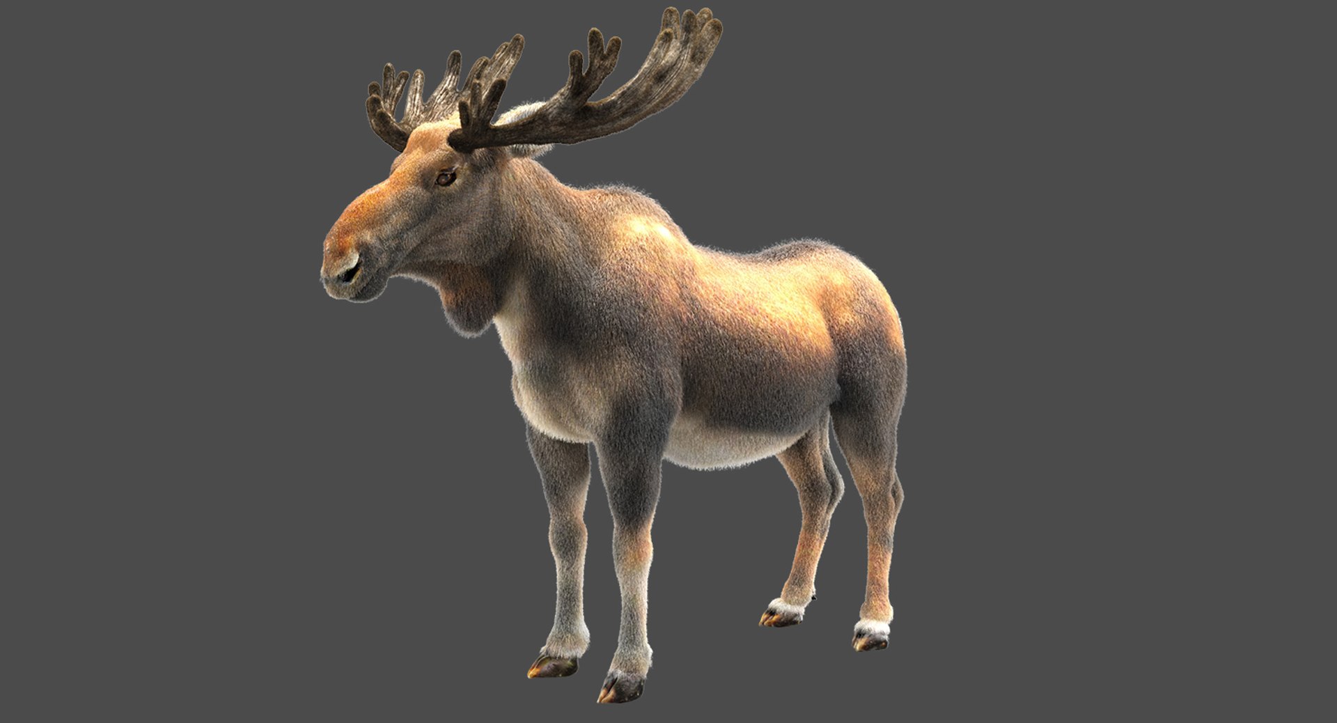 3D animals giraffe camel https://p.turbosquid.com/ts-thumb/AD/VslTpU/PfiUBr0z/c/jpg/1511296408/1920x1080/fit_q87/3fc6e246462cf17c2364feba1332f780f02f1b56/c.jpg