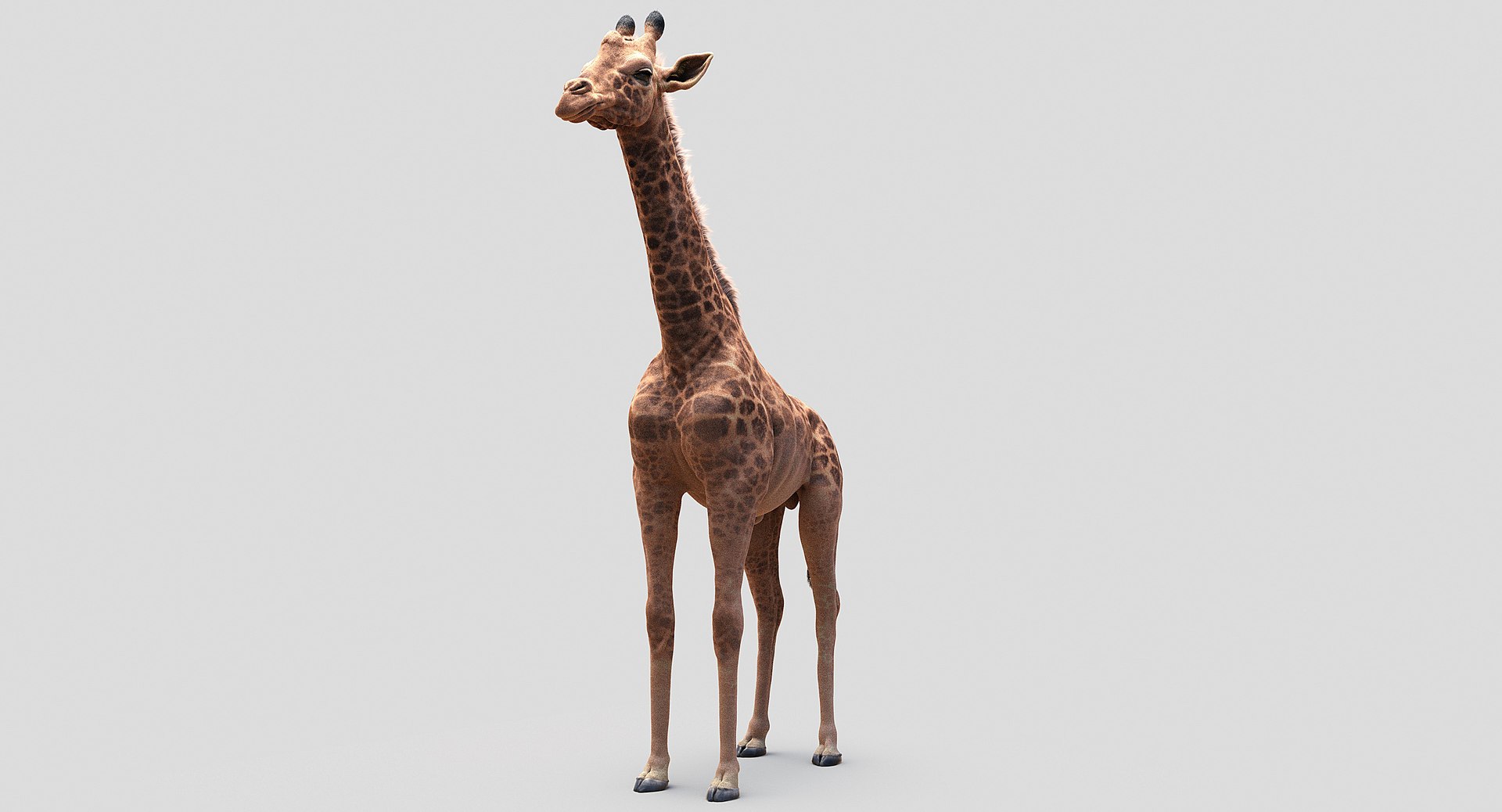 3D animals giraffe camel https://p.turbosquid.com/ts-thumb/AD/VslTpU/Q7ByoG6E/10/jpg/1511294454/1920x1080/fit_q87/85ae0d89c09ad4d61c642b78daa953b0624fa63b/10.jpg
