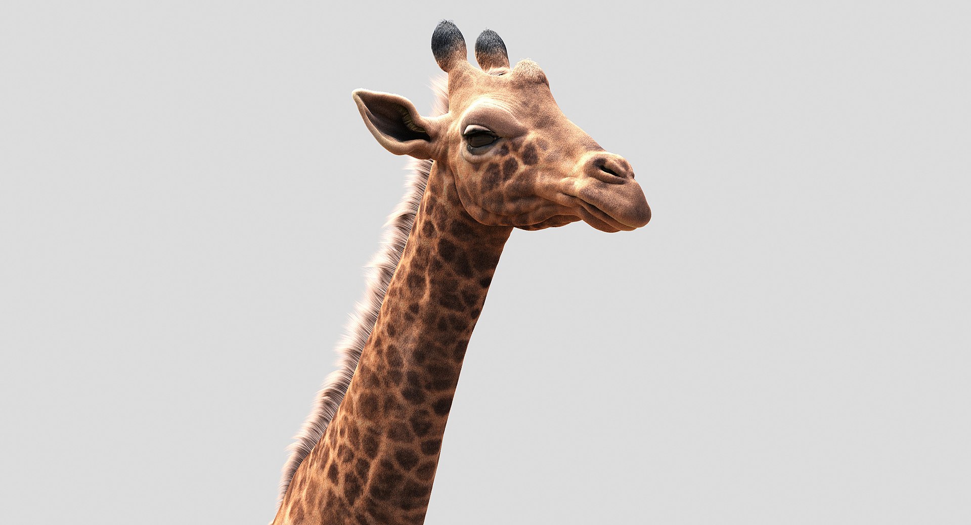 3D animals giraffe camel https://p.turbosquid.com/ts-thumb/AD/VslTpU/RiQg8KuM/12/jpg/1511294454/1920x1080/fit_q87/4960b89f061f55e9cab15f404793da3485d5793b/12.jpg