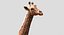 Collection d'animaux sauvages (girafe, kangourou, orignal, chameau)