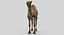 Collection d'animaux sauvages (girafe, kangourou, orignal, chameau)