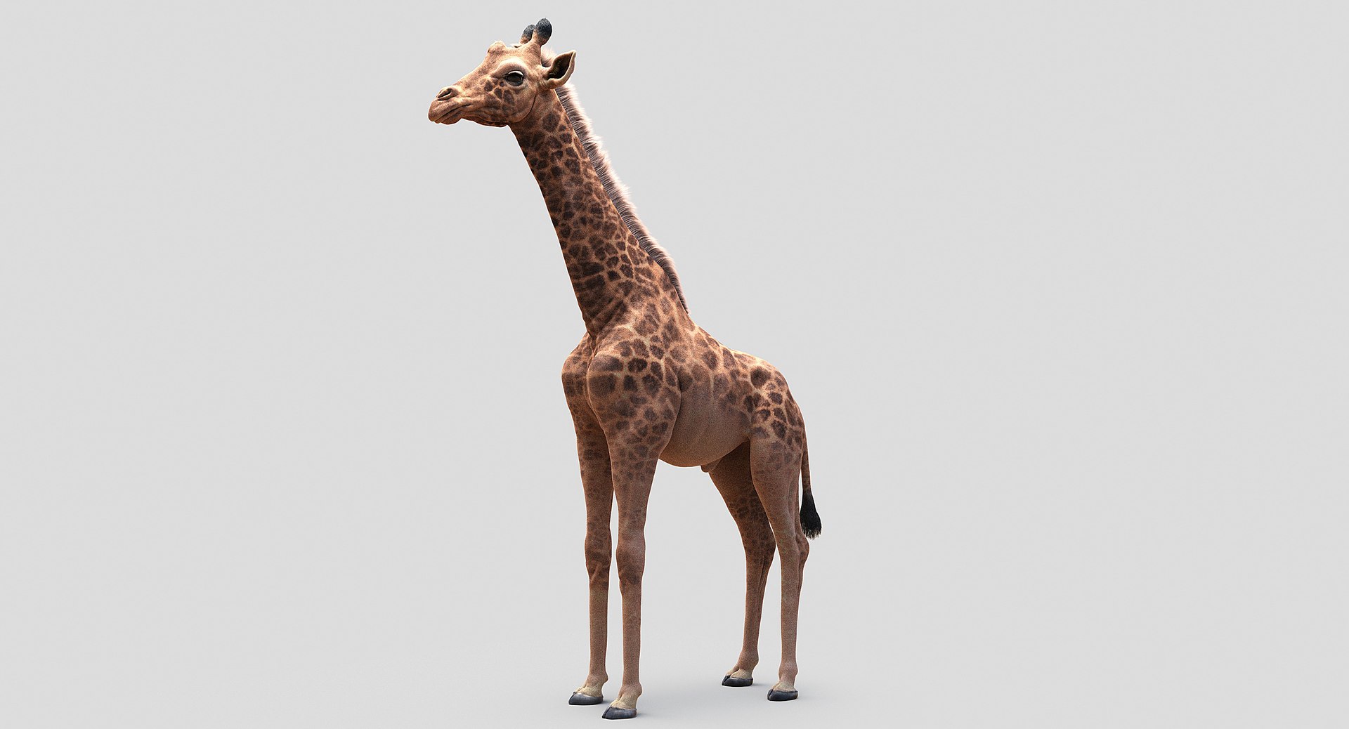 3D animals giraffe camel https://p.turbosquid.com/ts-thumb/AD/VslTpU/WrpB27wx/09/jpg/1511294454/1920x1080/fit_q87/7e6faf10dd31143e7147619c2c11b7abbba99000/09.jpg