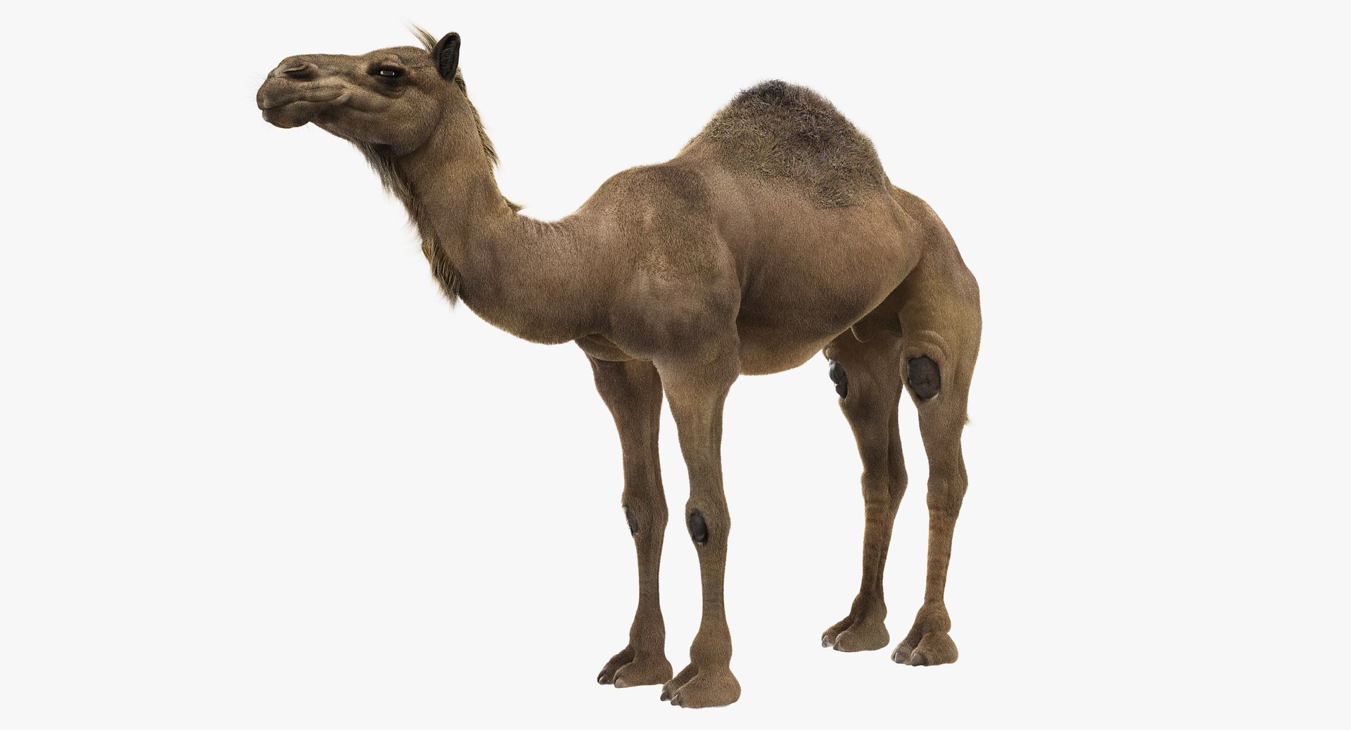 3D animals giraffe camel https://p.turbosquid.com/ts-thumb/AD/VslTpU/ZQeZqazE/b/jpg/1511293971/1920x1080/fit_q87/97364cebe90ce6ae94edc8941fcf2e4408c62240/b.jpg