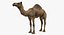 Collection d'animaux sauvages (girafe, kangourou, orignal, chameau)