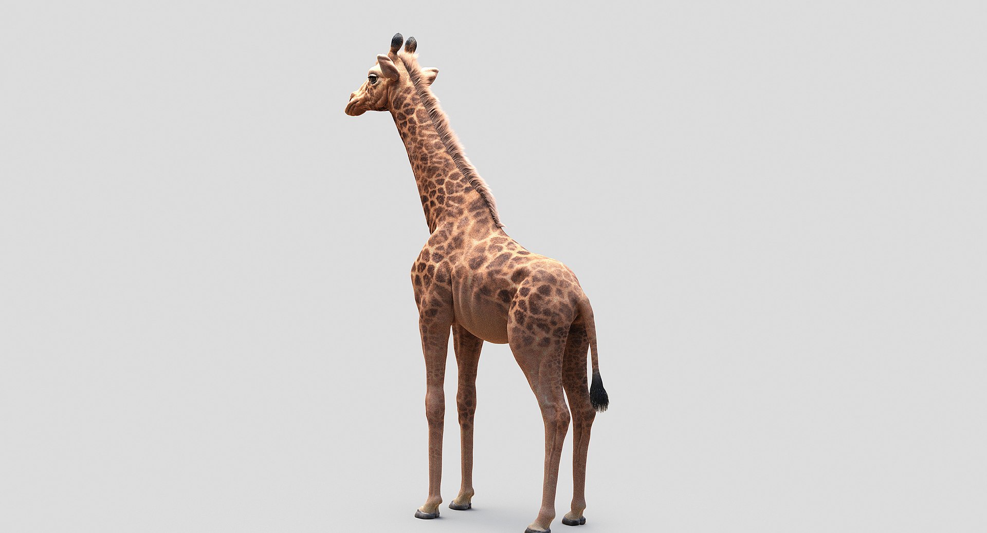 3D animals giraffe camel https://p.turbosquid.com/ts-thumb/AD/VslTpU/ZWl32CfD/08/jpg/1511294454/1920x1080/fit_q87/f65d5940d42a26babee6614688516054d6d6f415/08.jpg