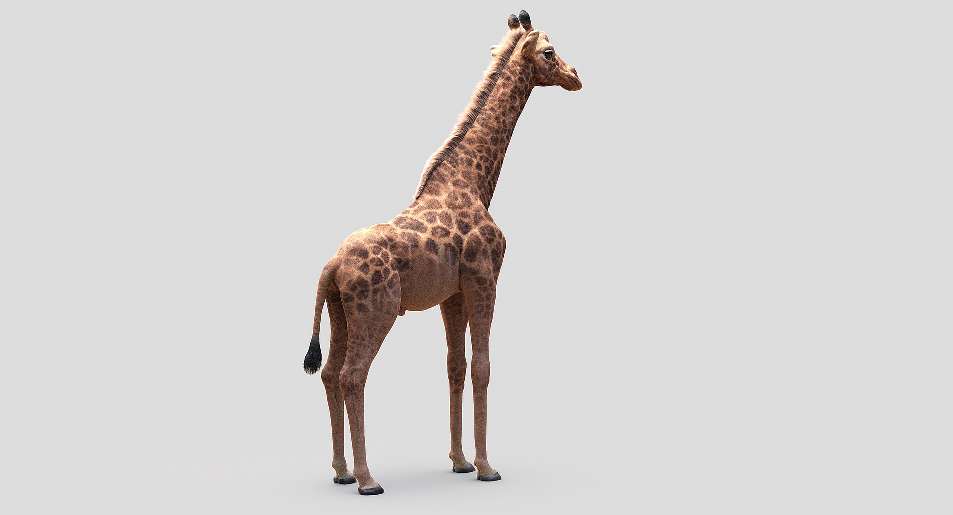 3D animals giraffe camel https://p.turbosquid.com/ts-thumb/AD/VslTpU/abAFBSJ2/04/jpg/1511294453/1920x1080/fit_q87/8450d0558d07e6a8ffeafd04d321febb343d7332/04.jpg
