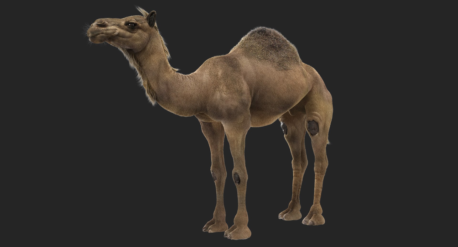 3D animals giraffe camel https://p.turbosquid.com/ts-thumb/AD/VslTpU/c90QS0Ak/c/jpg/1511293971/1920x1080/fit_q87/52229c564f7af5a7acfd3f4272a87000c267ce53/c.jpg