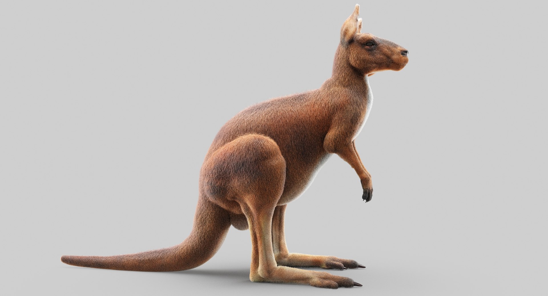 3D animals giraffe camel https://p.turbosquid.com/ts-thumb/AD/VslTpU/dh7bqBYM/9/jpg/1511296344/1920x1080/fit_q87/ae48d12b128d1aeffab423f95175135cbd97c2e2/9.jpg