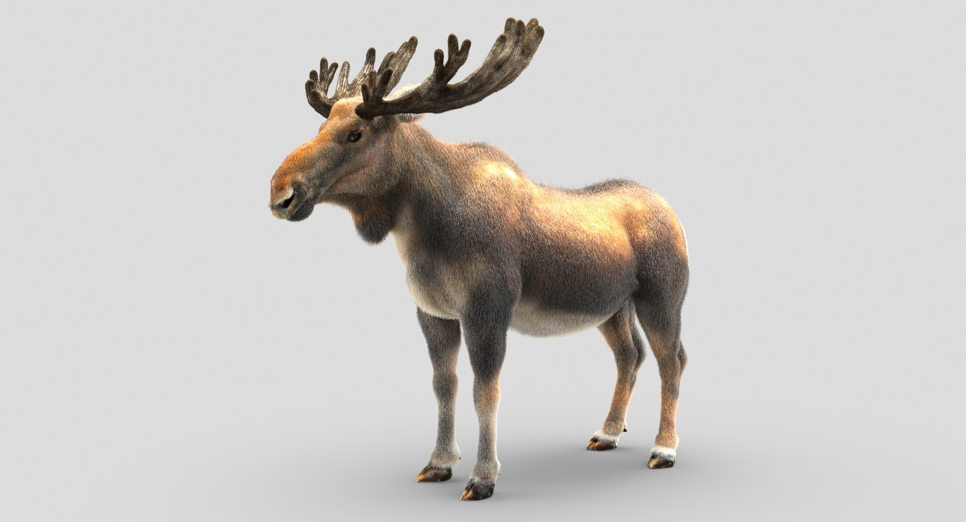 3D animals giraffe camel https://p.turbosquid.com/ts-thumb/AD/VslTpU/eryAAMSs/08/jpg/1511296424/1920x1080/fit_q87/1f1c5a07aaf01f21ecfbd21494c97fb182c36b88/08.jpg