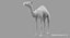 Collection d'animaux sauvages (girafe, kangourou, orignal, chameau)