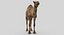 Collection d'animaux sauvages (girafe, kangourou, orignal, chameau)