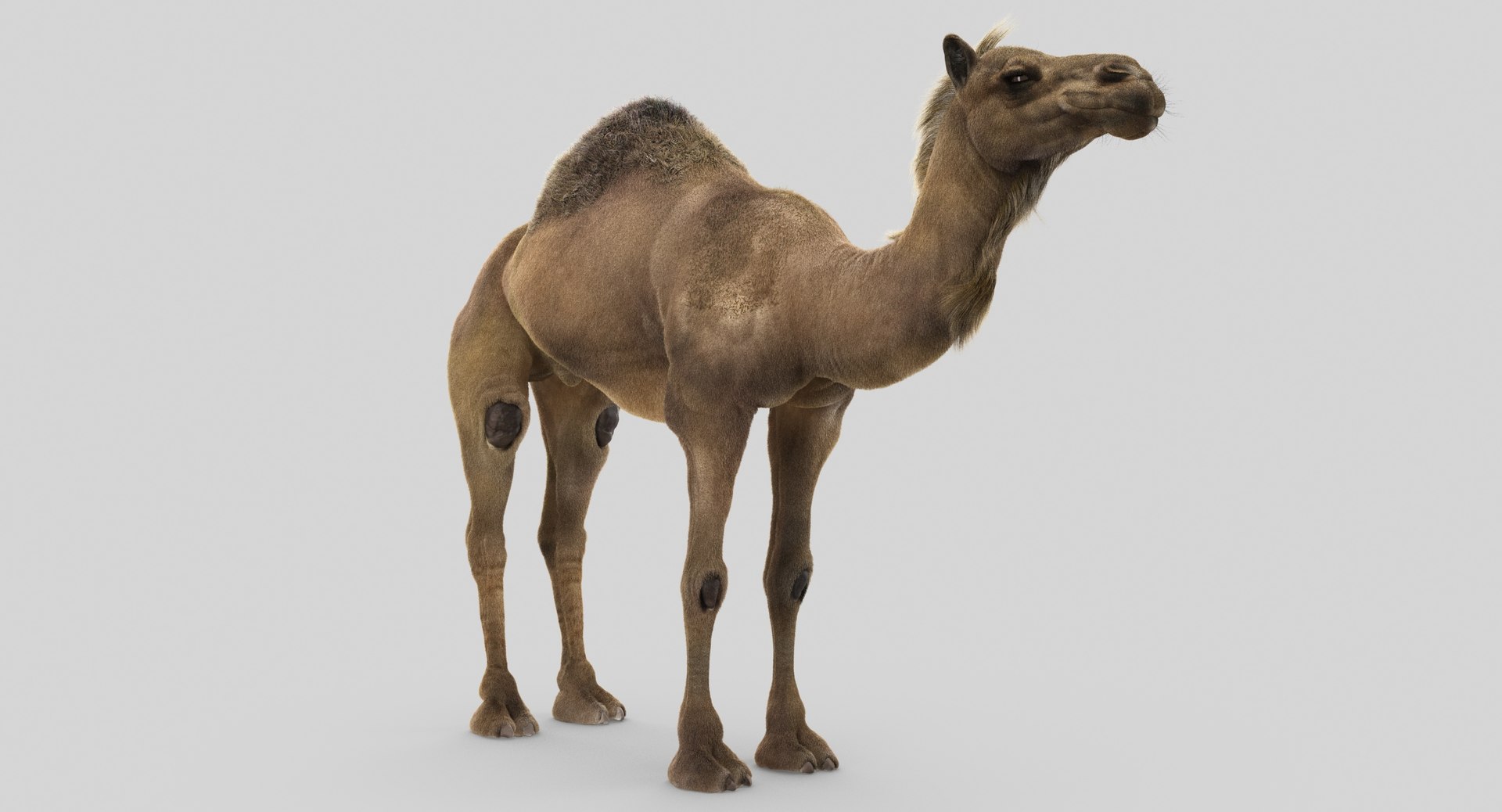 3D animals giraffe camel https://p.turbosquid.com/ts-thumb/AD/VslTpU/nCojdzGj/5/jpg/1511294022/1920x1080/fit_q87/63fdca913f207f2264a353f504106482d7c30fe6/5.jpg