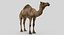 Collection d'animaux sauvages (girafe, kangourou, orignal, chameau)